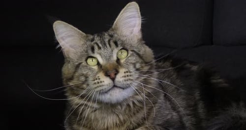 Brown Blotched Tabby Maine Coon Domestic Cat, Portrait of Male against Black Background