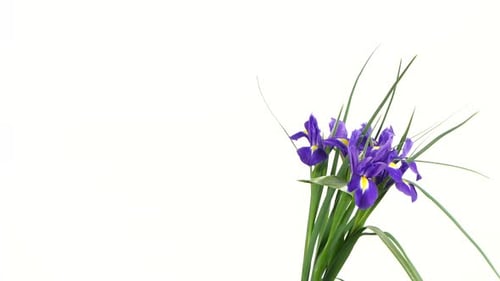 Irisblüten auf Weiß, Rotation