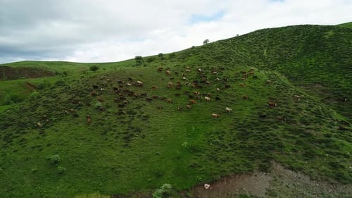 Kühe grasen auf der Weide