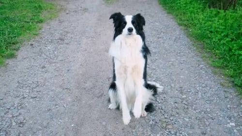 Außenporträt eines niedlichen lächelnden Welpen, Border Collie, der auf eine Belohnung wartet, auf Parkhintergrund