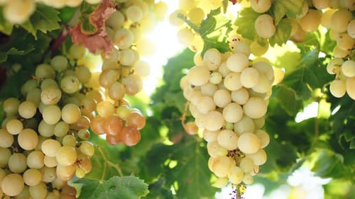 Lush Green Grapes Ripening on the Vine