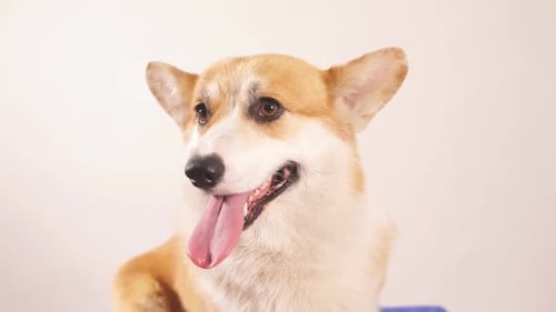 Cute Corgi Dog Posing with Tongue Out