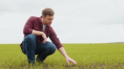 Man Farmer Working in the Field Inspects the Crop Wheat Germ Natural a Farming