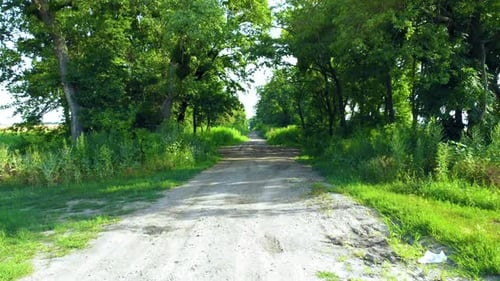 Beautiful Dirt Road Between Tall Trees with Green Leaves on a Sunny Summer Day