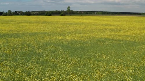 Low quadcopter flight over a field of yellow flowering rapeseed. Trees with green leaves.