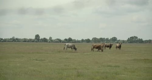 Gray Cattle Herd
