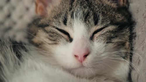 Sweet Tabby Cat Napping Close Up