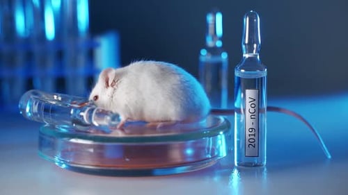 White Mouse Sits Next to Ampules in Laboratory
