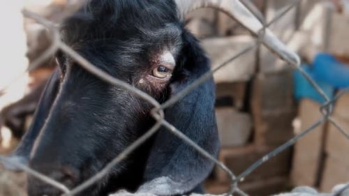 Close-up of Black Goat Behind Wire Fence