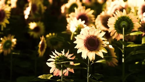 Sunflower Field Landscape at Sunset