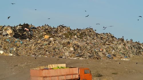 Große Müll- und Mülldeponie voller Vögel und Tiere Außenansicht