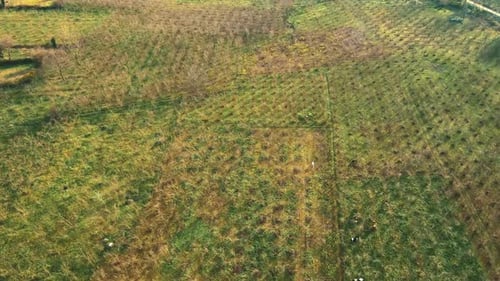 Aérea de campo