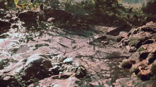 Small Creek Runs Through a Wide Valley Full of Fallen Leaves