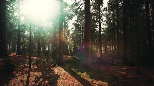 Los famosos árboles de secuoyas grandes están en pie en el Parque Nacional de las Secuoyas