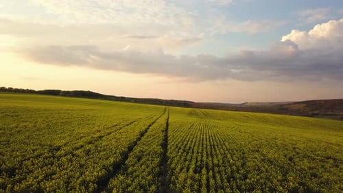 Aerial view of bright green agricultural farm field with growing rapeseed plants at sunset.