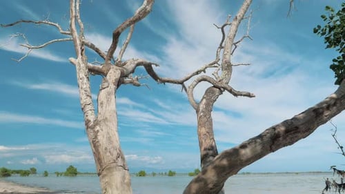 Gimbal-Steadicam-Aufnahme eines trockenen toten Baumes mit abstrakten Ästen vor blauem Himmel