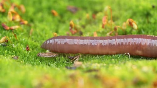 Ein Regenwurm ist ein wirbelloses LandTier, das zur Klasse der Clitellata gehört