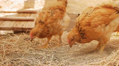 Small Brown Chickens Walk in Bird Enclosure
