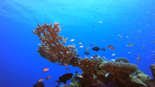 Vibrant Coral Reef with Schools of Fish Underwater