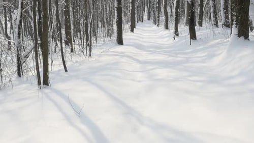 Kalter Morgen im schönen Wald Zeitlupe 1920X1080 FullHD Video - Verschneiter Gassenweg im Winter s