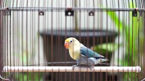 Colorful Lovebird Perched Inside Wire Birdcage