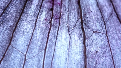 Light Purple Translucent Abstract Texture Close Up