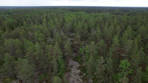 Aerial view over dark green coniferous forest in Sweden summertime. Småland