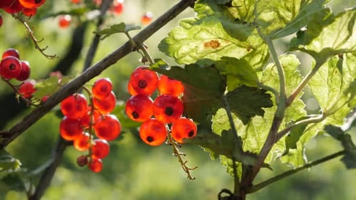 Red Ribes rubrum berries on the plant close-up 4K 2160p 30fps UltraHD footage - The redcurrant deci