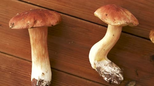 Three Fresh Mushrooms on Wood Surface