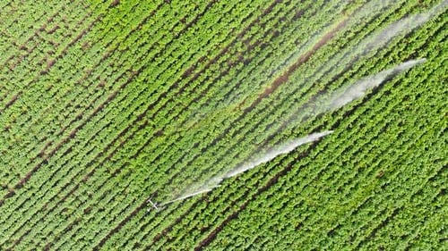 Aerial Footage: Irrigation Sprincler on an Agricultural Field