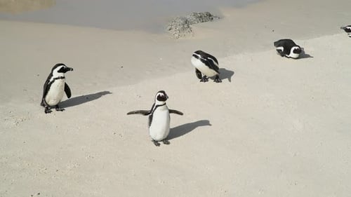 pingüinos