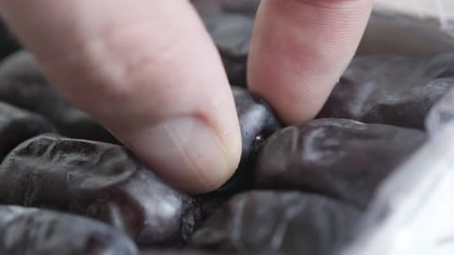 Sweet fruit Phoenix dactylifera taking 4K 2160p 30fps UltraHD footage - Hand picked date palm from