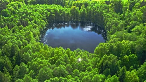 Erstaunlich grüner Wald und Fluss im Sommer.