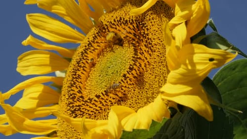Bees Pollinating Sunflower in the Daytime