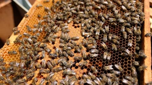 Bees Work on Empty Honeycomb