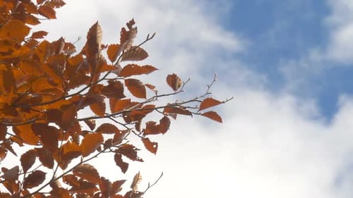 Golden Leaves Blowing in the Autumn Breeze