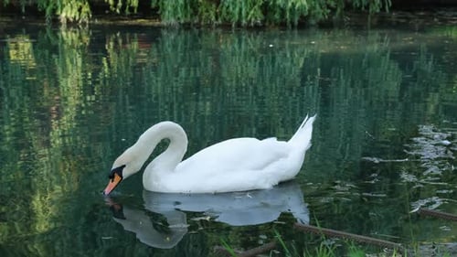 White Swan boit l'eau d'un lac dans un parc