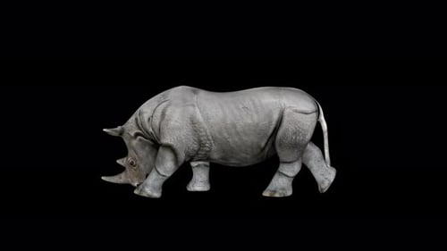 4K Rhino Walk