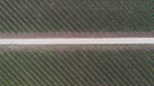 Aerial View of Vineyard Rows and Rural Road