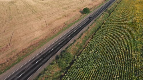 Aerial View of a Black Car Driving Along a Country Road Along a Sunflower Field on a Sunny Morning