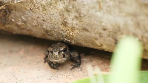Small Frog Perched Near Rock