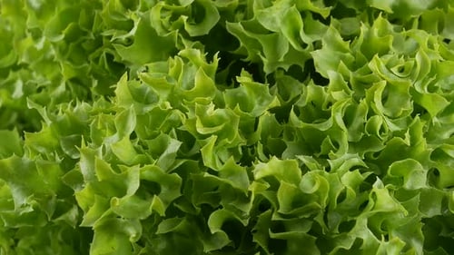 Fresh green Lettuce salad background