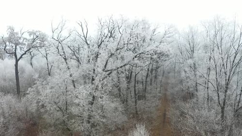 Forest Path in Winter