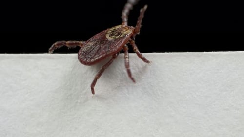 Tick Crawling on White Surface Close Up