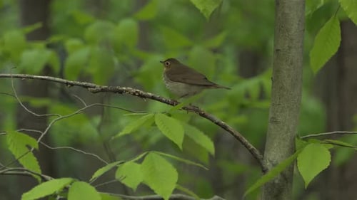 Wood Thrush bird perched on a tree branch surrounded by green forest leaves