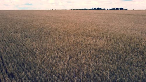 Landscape Wheat Field