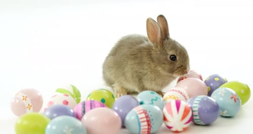 Fluffy Bunny with Pastel Easter Eggs