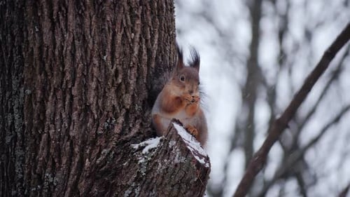 Funny Red Squirrel Sitting Branch Park Eats Nut