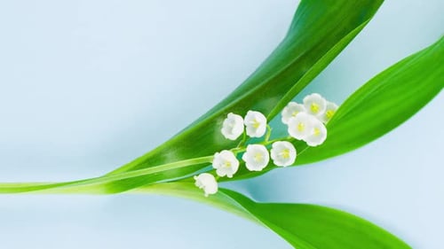 Petite fleur de muguet blanche parfumée aux feuilles vertes