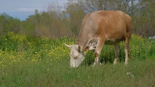 Cow Grazing Peacefully in Field of Flowers